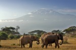 Park Narodowy Amboseli
