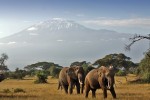 Park Narodowy Amboseli
