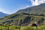tarasy winoroli w okolicy Sondrio
