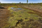 Kemeri National Park
