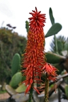 ogród botaniczny w Funchal
