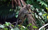 Park Narodowy Bako - makak
