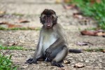 Park Narodowy Bako - makak
