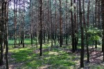 Kampinoski Park Narodowy
