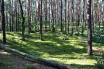 Kampinoski Park Narodowy
