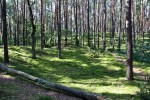 Kampinoski Park Narodowy
