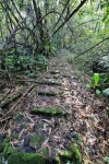 Yap - Tamilyog Trail
