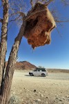 Namib-Naukluft Park - wikłacze
