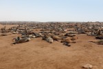 Cape Cross Seal Reserve
