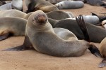 Cape Cross Seal Reserve
