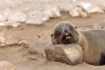 Cape Cross Seal Reserve
