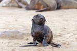 Cape Cross Seal Reserve
