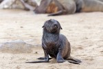 Cape Cross Seal Reserve
