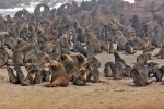 Cape Cross Seal Reserve
