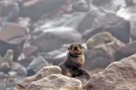 Cape Cross Seal Reserve
