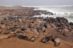 Cape Cross Seal Reserve
