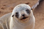 Cape Cross Seal Reserve
