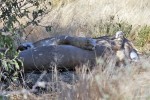 Etosha National Park
