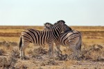 Etosha National Park
