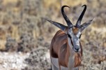 Etosha National Park
