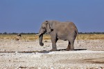 Etosha National Park
