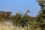 Etosha National Park

