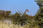 Etosha National Park
