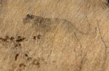 Etosha National Park
