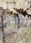 Etosha National Park
