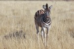 Etosha National Park
