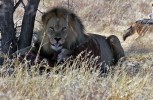 Etosha National Park
