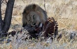 Etosha National Park
