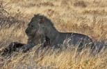 Etosha National Park
