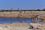 Etosha National Park
