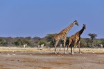 Etosha National Park
