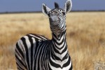 Etosha National Park
