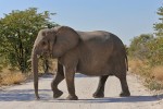 Etosha National Park
