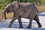 Etosha National Park
