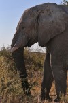 Etosha National Park
