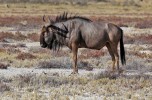 Etosha National Park
