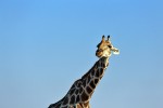 Etosha National Park
