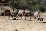 Erindi Private Game Reserve
