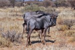 Erindi Private Game Reserve
