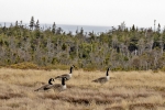 Gros Morne National Park
