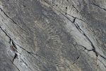 Mistaken Point
