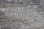 Mistaken Point

