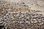 Islas Ballestas
