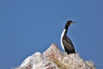 Islas Ballestas
