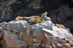 Islas Ballestas
