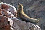 Islas Ballestas
